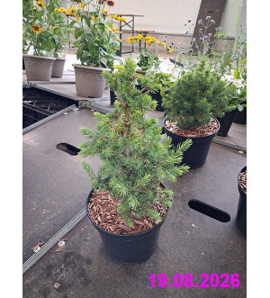 Picea glauca 'J.W.Daisy's White' C 2,5 L